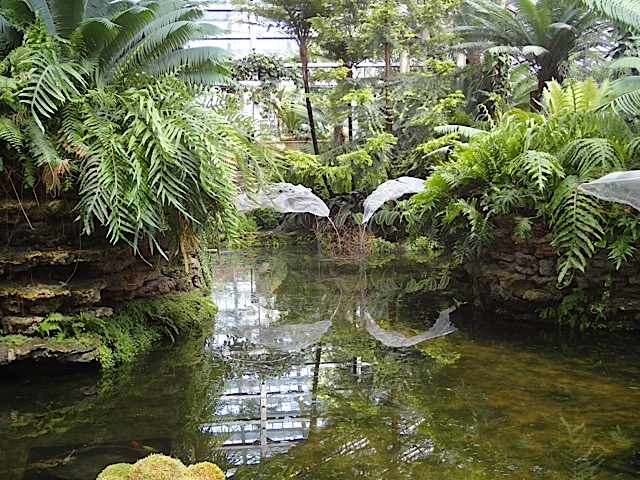 Fern Room pond installation E